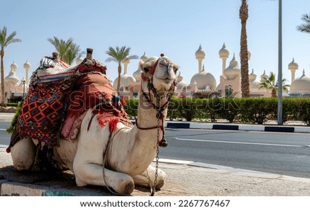 A riding camel in a bright blanket on the sunny street of Sharm El Sheikh Egypt