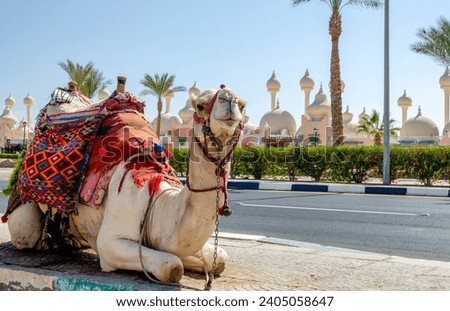 A riding camel in a bright blanket on the sunny street of Sharm El Sheikh Egypt