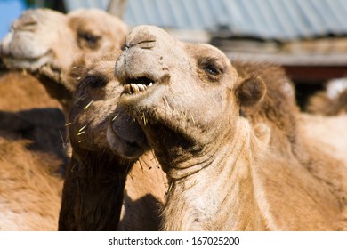 Riding Camels In Maralal, Kenya