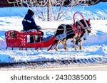 Riding a horse with a sleigh in the city. Entertainment for travelers, holiday, Maslenitsa.