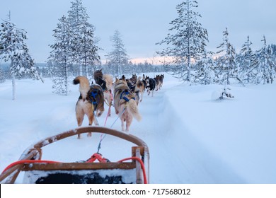 Riding Husky Sledge In Lapland Landscape