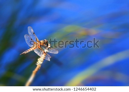 Similar – Hoverfly kisses blossom