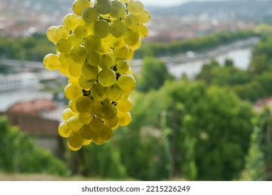     Riesling Grape Or Another  Light Grape (chardonnay) On Maine River Or  Rhine Or Danube In Germany Or Austria)   - Beautiful Day  In September