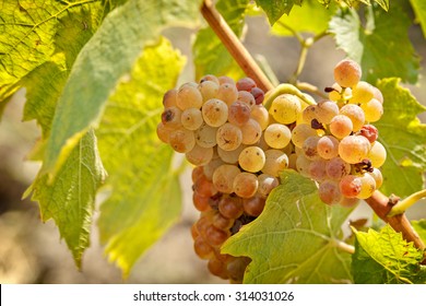 Riesling grape closeup