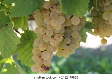 Riesling Grapes On The Vine