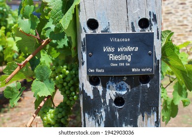 Riesling Sign In A Vineyard