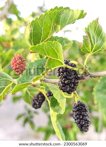 Rife fruit of the mulberry Stock photo © 