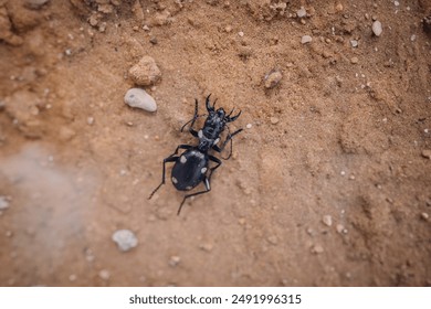 Riga, Latvia - July 19, 2024 -  Close-up of a black beetle with white spots on a sandy surface, surrounded by small rocks and pebbles, highlighting its natural habitat. - Powered by Shutterstock