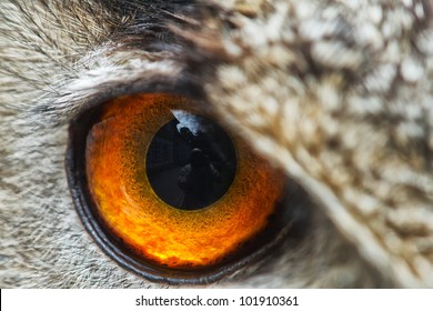 Right Eye Of Owl Eagle Very Close Up With Small Depth Of Field