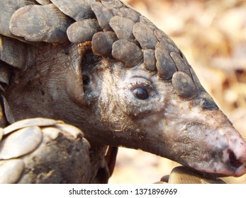 Right Face Side Of Pangolin