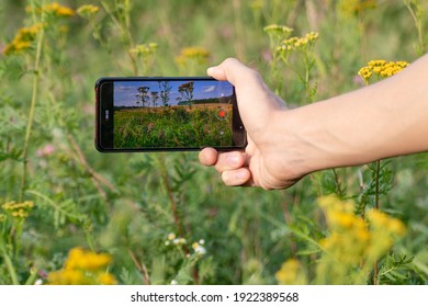 A Right Hand Holding Smartphone Horizontally And Taking Photos Of Summer Grass And Flowers Field Summer Sunny Nature Landscape