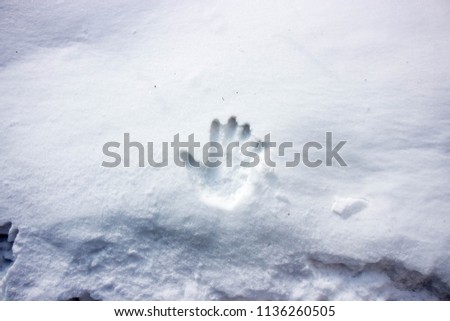 The right hand print on white thick snow in winter.