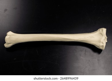 Right Human Tibia Bone Full View