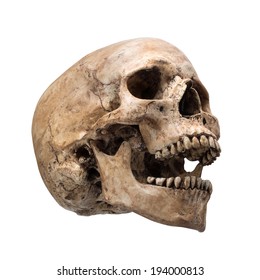 Right Side View Of Human Skull Open Mouth On Isolated White Background