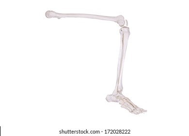 Right Skeleton Leg Sitting