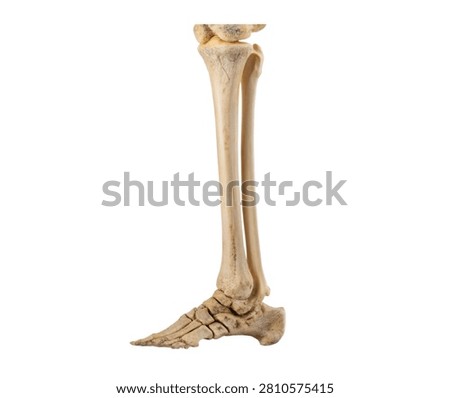 Right Tibia Right Tibia Displayed Vertically I Isolated On White Background