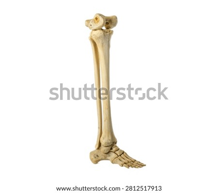 Right Tibia Right Tibia Displayed Vertically I Isolated On White Background