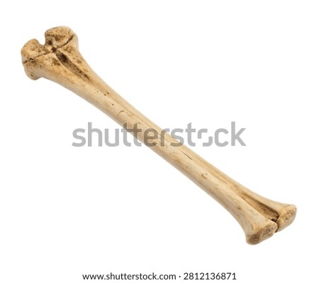 Right Ulna Right Ulna Presented Vertically Hig Isolated On White Background