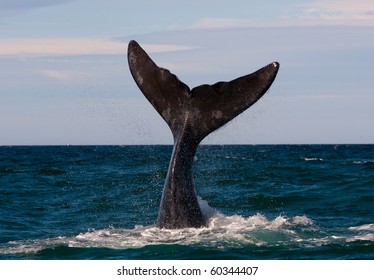 A Right Whale in Peninsula Valdes, Argentina.