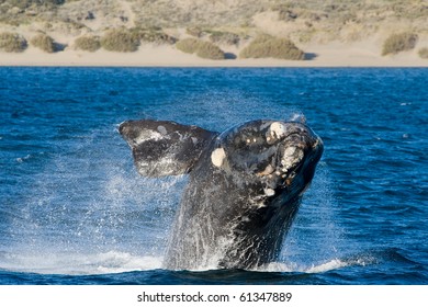 A Right Whale in Peninsula Valdes, Argentina.