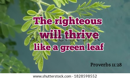The righteous will thrive like green leaf bible words with wet tree branch on blue background
