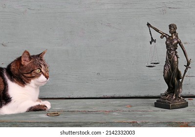 61 Legal justice for cat Images, Stock Photos & Vectors | Shutterstock