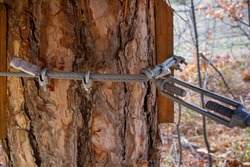 Rigid Fastening Of A Metal Cable Around A Tree In The Forest