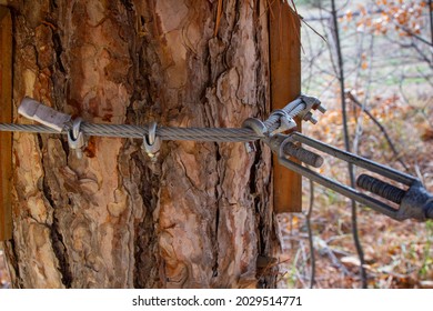 Rigid Fastening Of A Metal Cable Around A Tree In The Forest