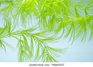 Rigid Hornwort 