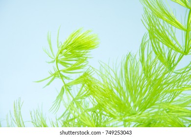 Rigid Hornwort