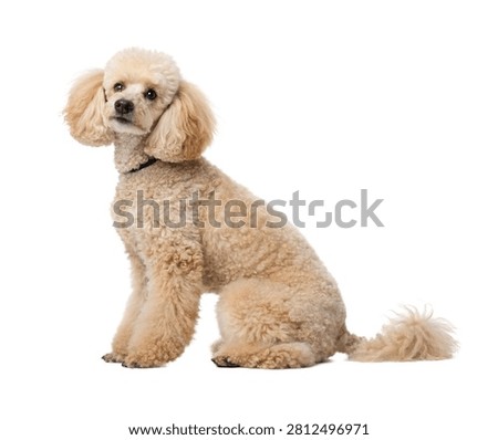 Riley A Curious Expression Poodle Full Body Iso Isolated On White Background