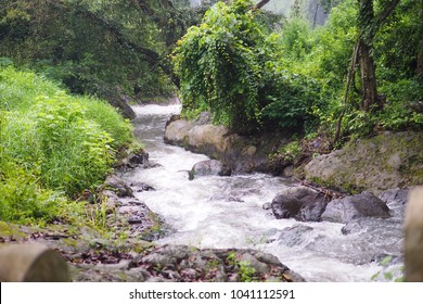 Rille On Greenery Forest Stock Photo 1041112591 | Shutterstock