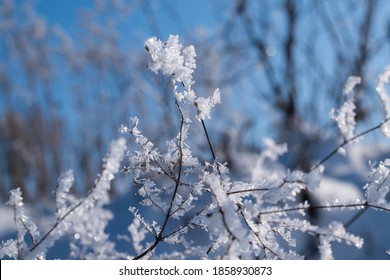 Rime On Dead Branches On A Cold Winter Morning
