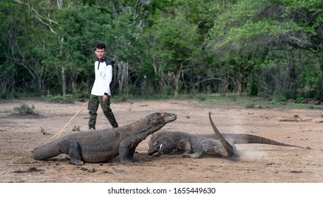 2,898 Wildlife rinca Images, Stock Photos & Vectors | Shutterstock