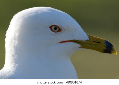 Ring Billed Gull