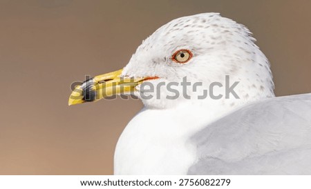 ring billed gull close up