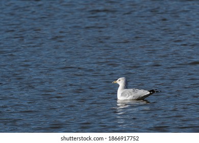 A Ring Billed Gull Is Enjoying A Swim In The Late Afternoon On The Avon River.