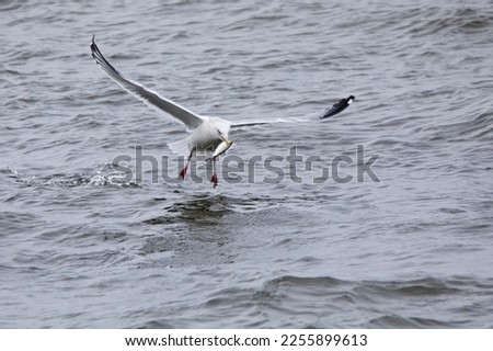 Similar – Foto Bild bird flew by Umwelt Natur