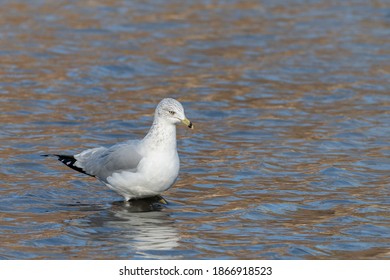 A Ring Billed Gull Is Wading Along The Mud Flats On The Avon River.