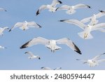 Ring Billed Gulls (Larus delawarensis) in flight. Flying in a flock on Blue Sky. Juvenile Black Wing Tips