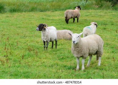 Ring Of Kerry Sheep On A Field