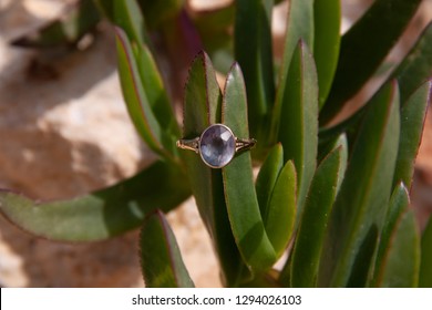 A ring with a large alexandrite stone was put on the leaves of the plant