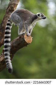 A Ring Lemur On Tree