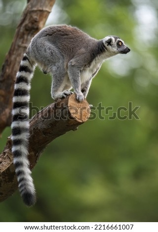 a ring lemur on tree