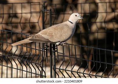 Ring Necked Dove Sitting On Garden Fence