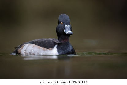 Ring Necked Duck