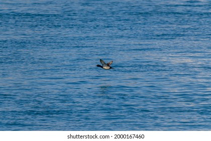 A Ring Necked Duck Flies Over The St. Clair River At Port Huron, Michigan.