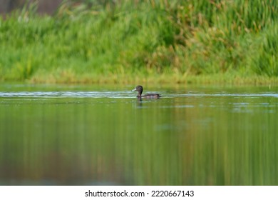 Ring Necked Duck Resting In A Lake. The Male Ring-necked Duck Is A Sharply Marked Bird Of Gleaming Black, Gray, And White. Females Are Rich Brown With A Delicate Face Pattern.