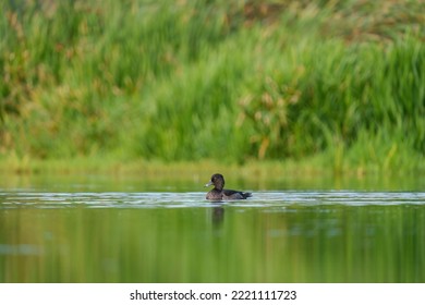 Ring Necked Duck Resting In A Lake. The Male Ring-necked Duck Is A Sharply Marked Bird Of Gleaming Black, Gray, And White. Females Are Rich Brown With A Delicate Face Pattern.