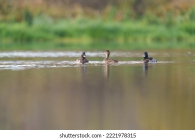 Ring Necked Duck Resting In A Lake. The Male Ring-necked Duck Is A Sharply Marked Bird Of Gleaming Black, Gray, And White. Females Are Rich Brown With A Delicate Face Pattern.